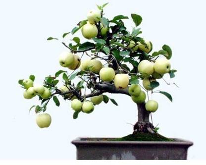 JasBerk Green Apple Seed