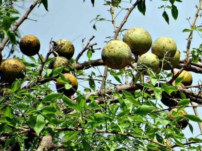 BALA PLANT CREATION Bel Plant