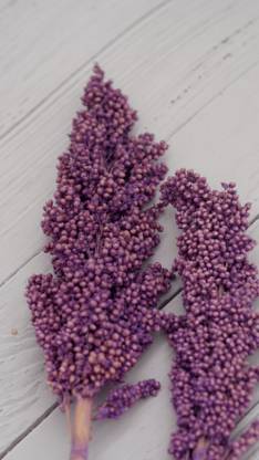On The Soil Sorghum Grain Bundle Lavender Vase Filler