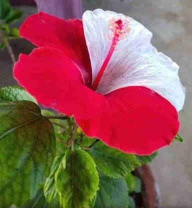 JR GLOBLE Hibiscus Plant
