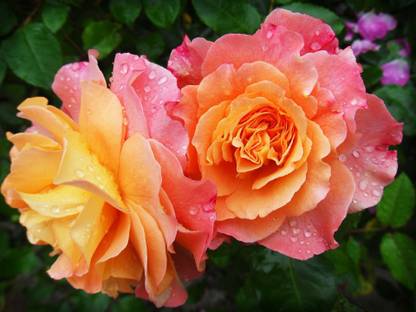 minatigreenhouse Rose Plant
