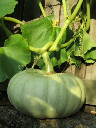 ErTh GREEN PUMPKIN Seed