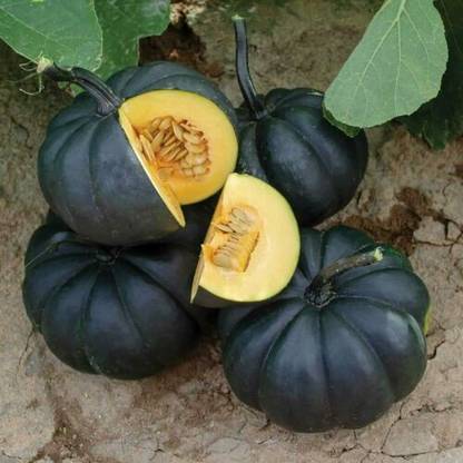 ErTh Black Pumpkin Seeds to Grow Stunning Black Kat Pumpkins Seed