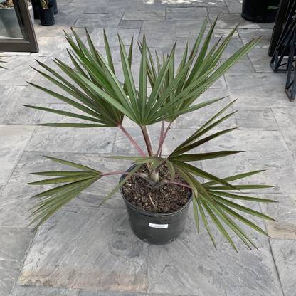 MAXKIA latania lontaroides plant, it is a plant not a seed Seed