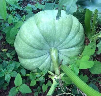 ErTh Blue Pumpkin Seeds Sweet Queensland Pumpkin Seed