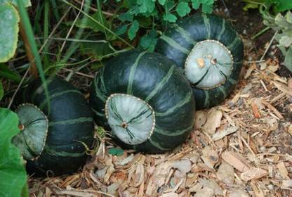 ErTh Buttercup Squash Seeds |Green Pumpkin Seed