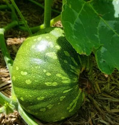 ErTh Vietnamese Rare Chinese Kabocha Pumpkin Seed