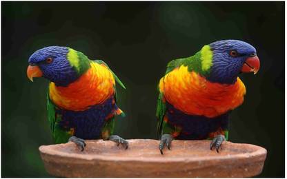 Animals Flex Poster For Room Mo-5457 Photographic Paper