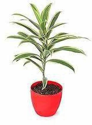 ENRICH PLANTS Song Of India Plant