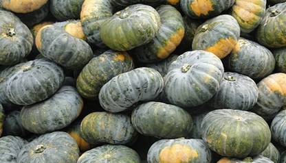 ErTh Big Size PUMPKIN Seed