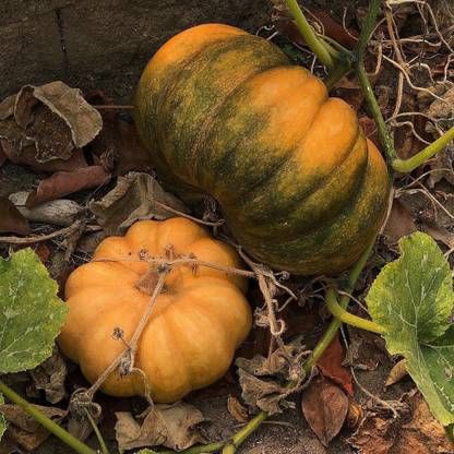 ErTh Good Quality Organic Natural Pumpkin Seed