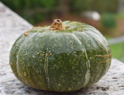 ErTh Kabocha Squash Seeds Japanese Pumpkin. Seed