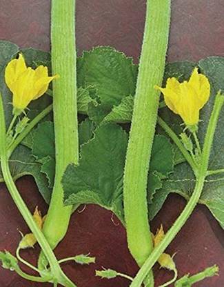 MKR Enterprises Long Melon Seed