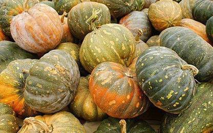 ErTh Calabaza de Castilla, PUMPKIN Seed