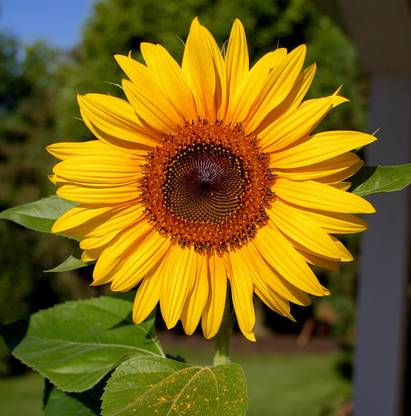 seed house Sunflower Suraj mukhi beej, Non GMO Heirloom, 80% Germination rate Seed