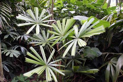 Kapebonavista licuala spinosa Palm plant, it is a plant not a seed Seed