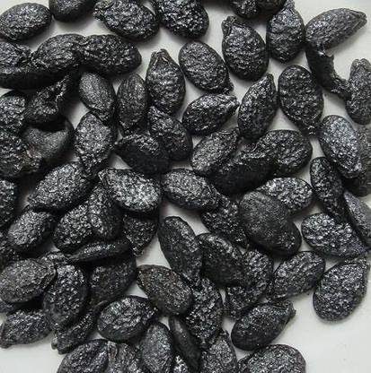 CYBEXIS VXI-36 - Ridge Gourd देसी सरपुतिया बीज सतपुतिया बीज - (100 Seeds) Seed