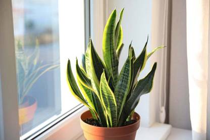 My Dream Garden Snake Plant