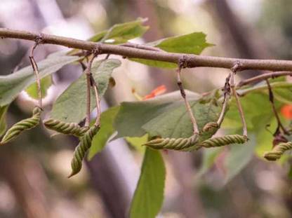 plantsworld Helicteres isora, Maror Phali, Indian Screw Tree, Mrgasrngi Seed