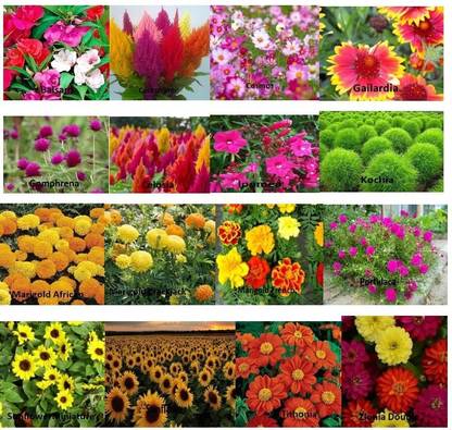 ABS Seeds 16 Varieties of Flower Combo Pack Seed (pack of 20gm) Seed