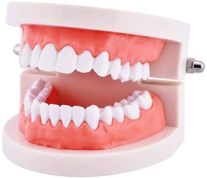 NMD NEXUS MEDODOENT NMD Dental Demonstration Model Without mark(Pack of 1pc) Surgical Plier