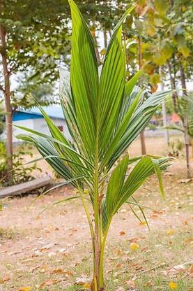 Padmavati Coconut Plant
