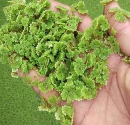 AZOLLA AZOLLA Seed