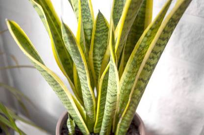 Earth Plant Farm Snake Plant