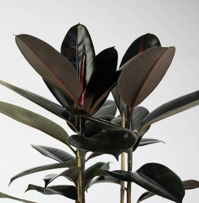 Bijaya Online Store Rubber Tree