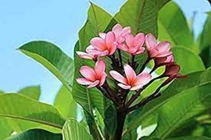 minatigreenhouse Plumeria Plant