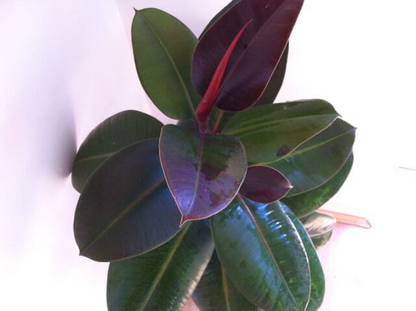 Bijaya Online Store Rubber Tree