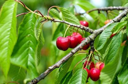 Plants Heaven Cherry Fruit Plant