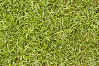 Kapebonavista Cynodon dactylon durba Grass, it is a durba grass not a seed Seed