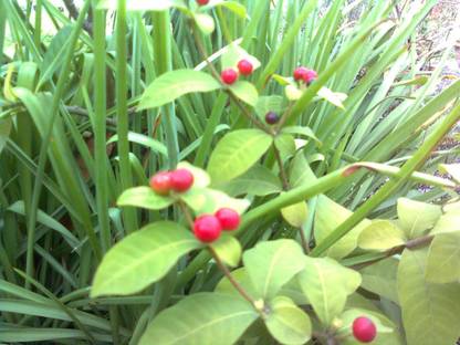Kapebonavista patala garuda rauvolfia serpentina plant, it is a plant not a seed Seed