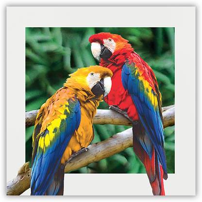 5D Picture - Parrot Theme Photographic Paper