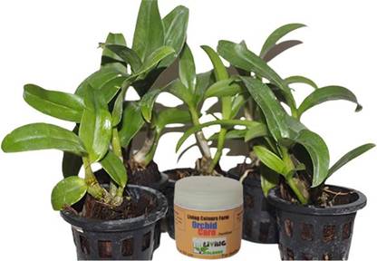 लिविंग कलर्स फार्म आर्किड का पौधा पौधा