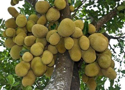 JR GLOBLE Jackfruit Plant