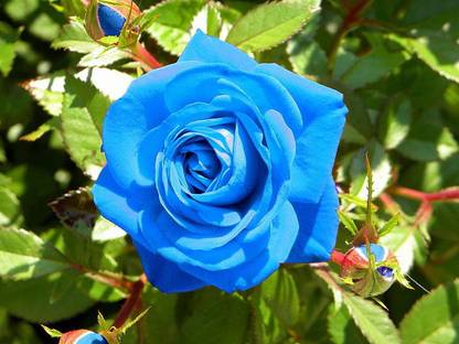 minatigreenhouse Rose Plant