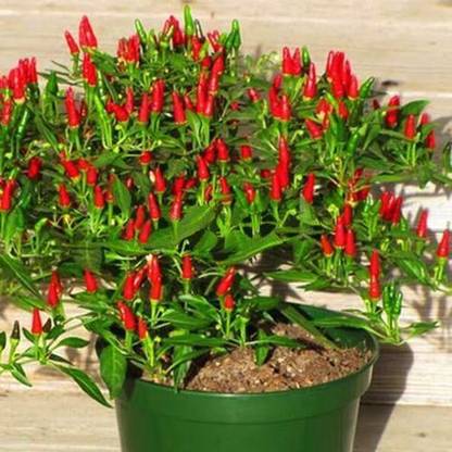 adis green fingers thai bird's eye chili Seed