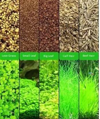 Mr Traders Aquarium Plant Seeds Pack ( 5 Different Seeds ) Seed