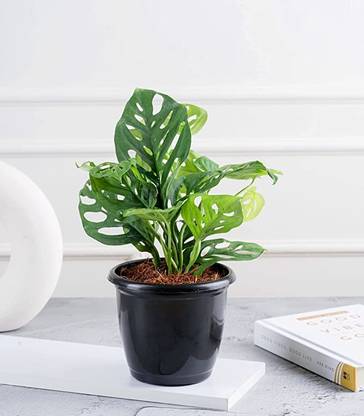 minatigreenhouse Philodendron Plant