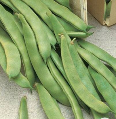 MG ALL IN ONE Beans same Seed
