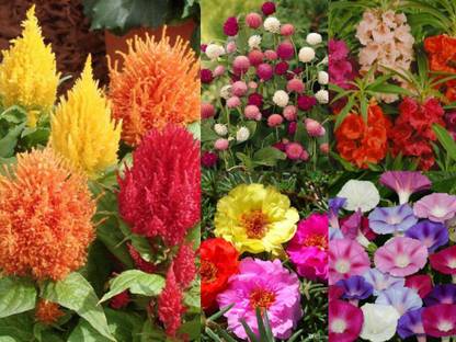 Earth Hopper Indian Summer Flower Seeds- Combo - 5 Variety Seed