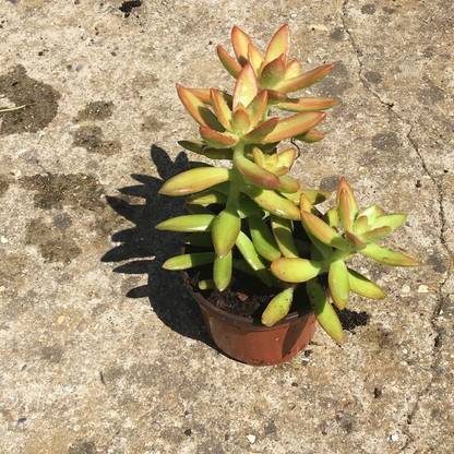 PEDPOUDHE Sedum Japonicum Plant