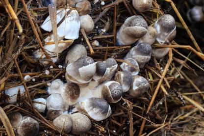 Monday Square Paddy Straw Mushroom Spawn/Seeds 1Kg (Volvariella volvacea) Seed