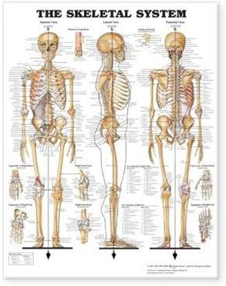 The Skeletal System Giant Chart