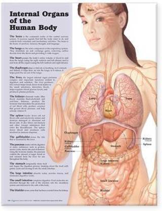 Internal Organs of the Human Body Anatomical Chart