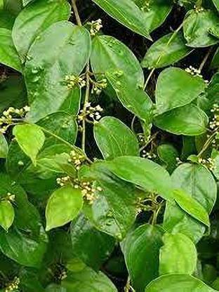 My Dream Nursery Gurmar Plant