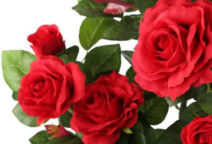 Risenshine Rose Plant