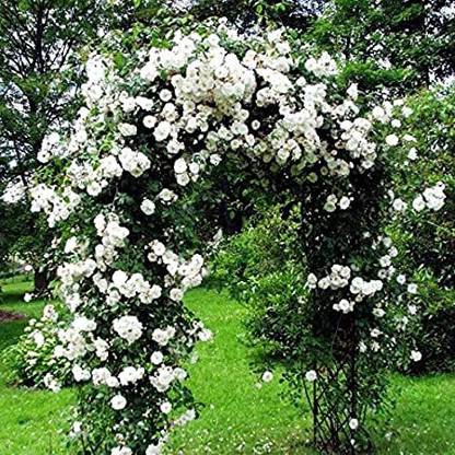 Earth Hopper White Creeper Rose Flower Seeds - 25 Seeds, Garden Seed